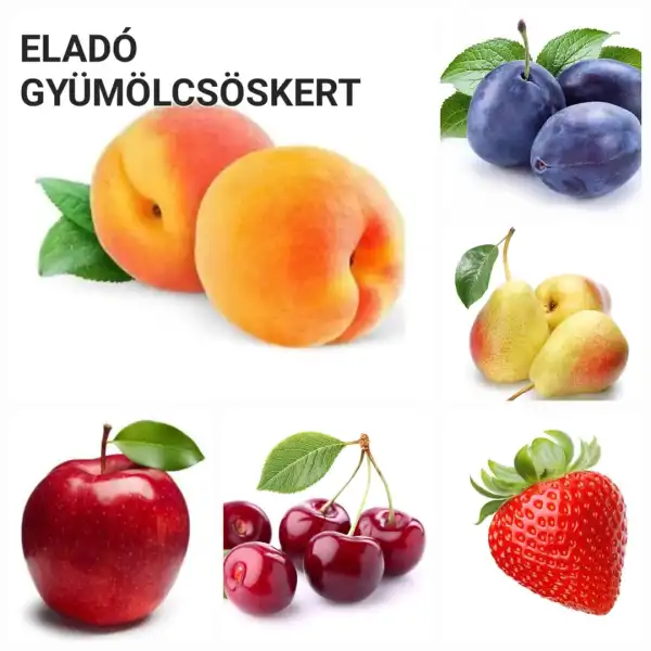 Eladó Szántó, Vác 6283 m² 29.9 M Ft